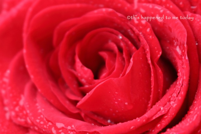Red Rose Close Up