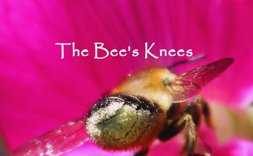 The Bee’s Knees