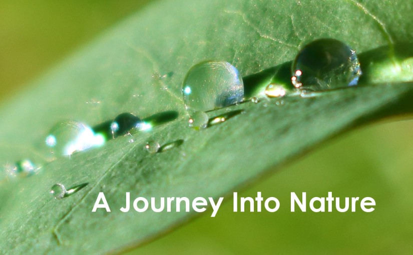 A Journey Into Nature